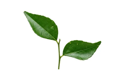 Fresh Green Curry Leaves On A Stem