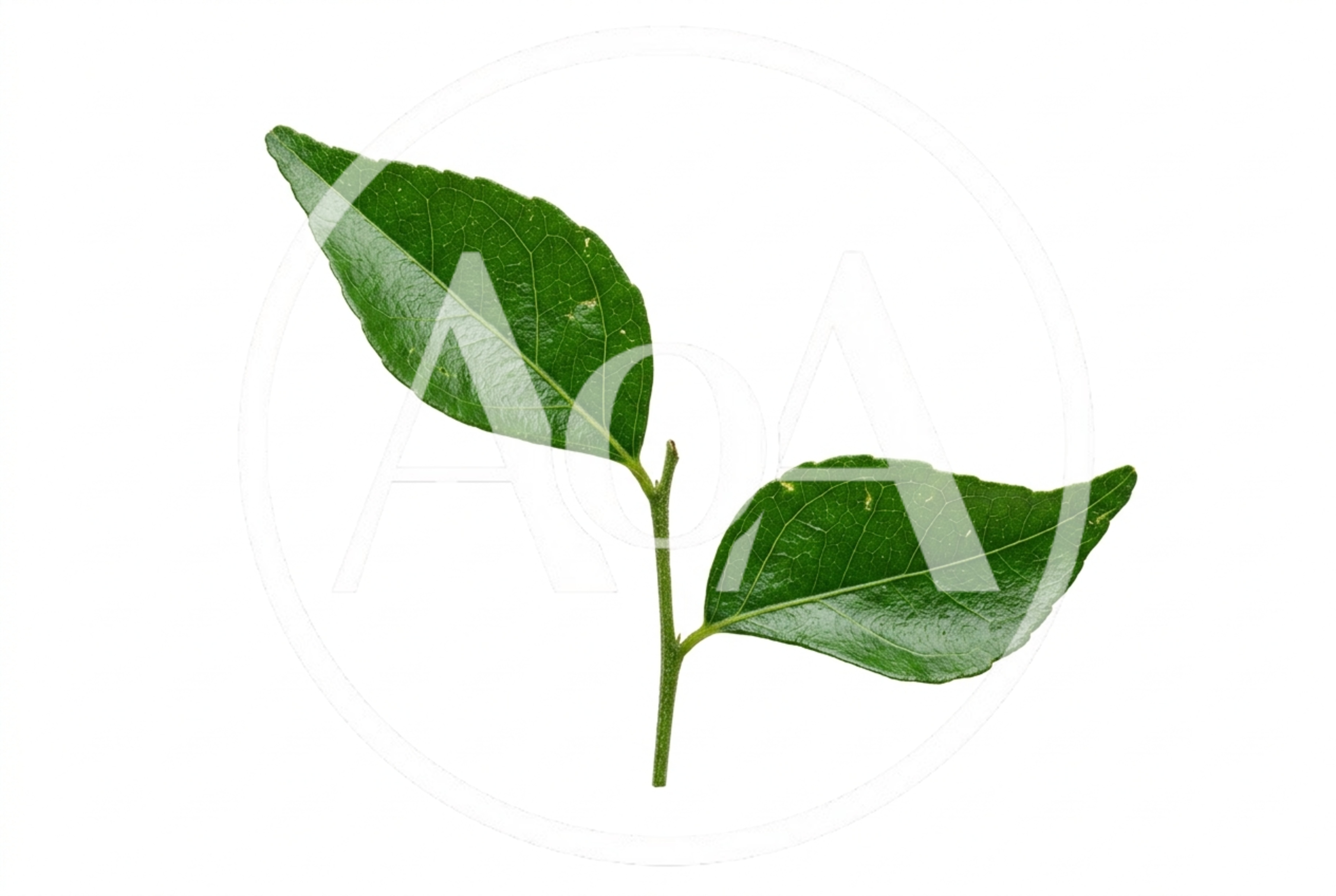 Fresh Green Curry Leaves On A Stem