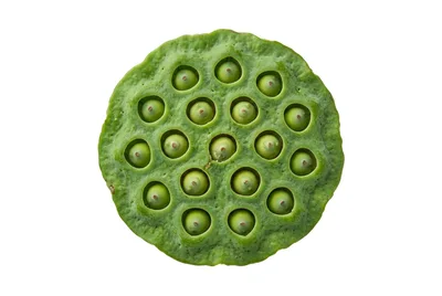 Fresh Green Lotus Seed Pod Isolated On White