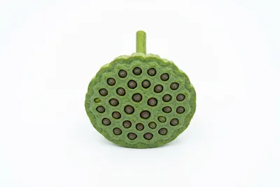 Fresh Green Lotus Seed Pod Isolated on White