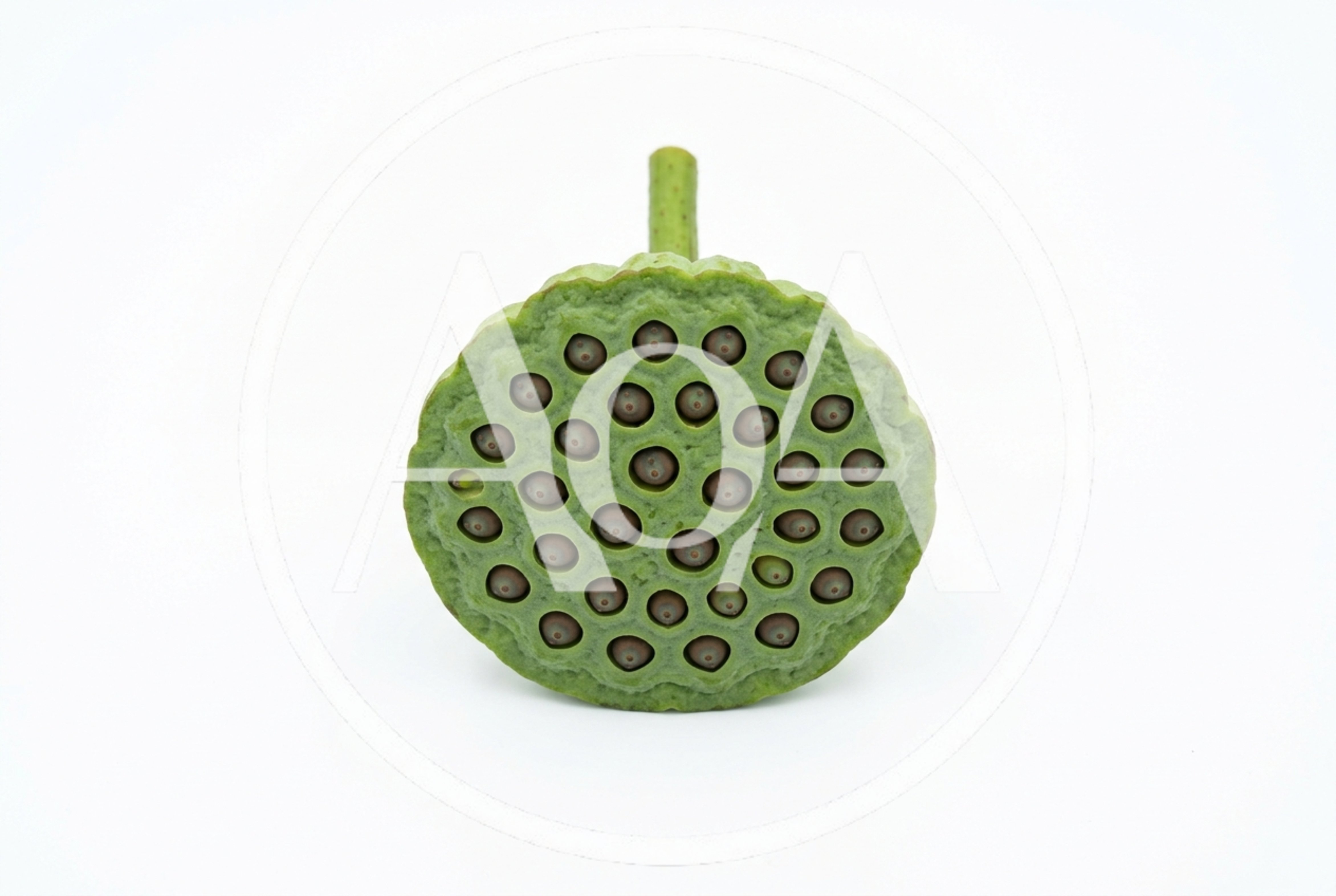 Fresh Green Lotus Seed Pod Isolated on White