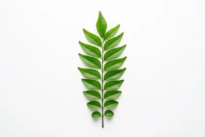 Fresh Green Curry Leaves Sprig on White Background