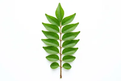 Fresh Green Curry Leaves Sprig Isolated On White