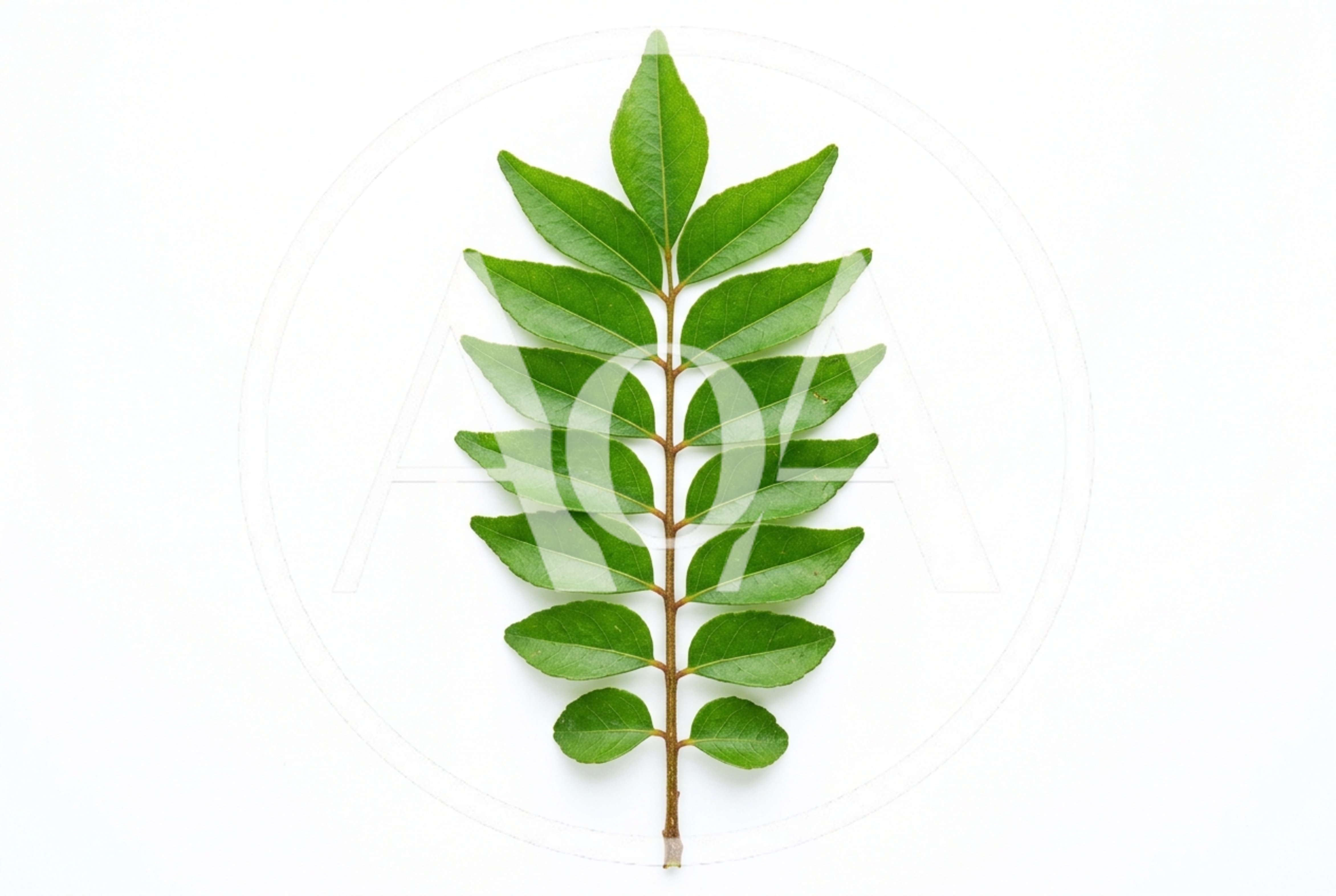 Fresh Green Curry Leaves Sprig Isolated On White
