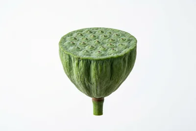 Fresh Green Lotus Seed Pod Isolated
