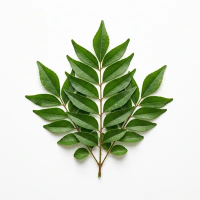 Fresh Green Curry Leaves Sprig on White Background