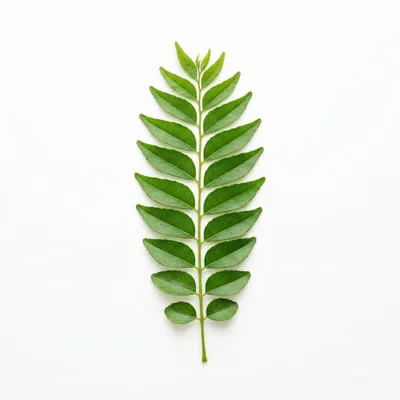 Fresh Green Curry Leaf Sprig on White Background