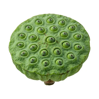 Fresh Green Lotus Seed Pod Isolated On White Background