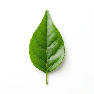 Single Green Leaf Isolated On White Background
