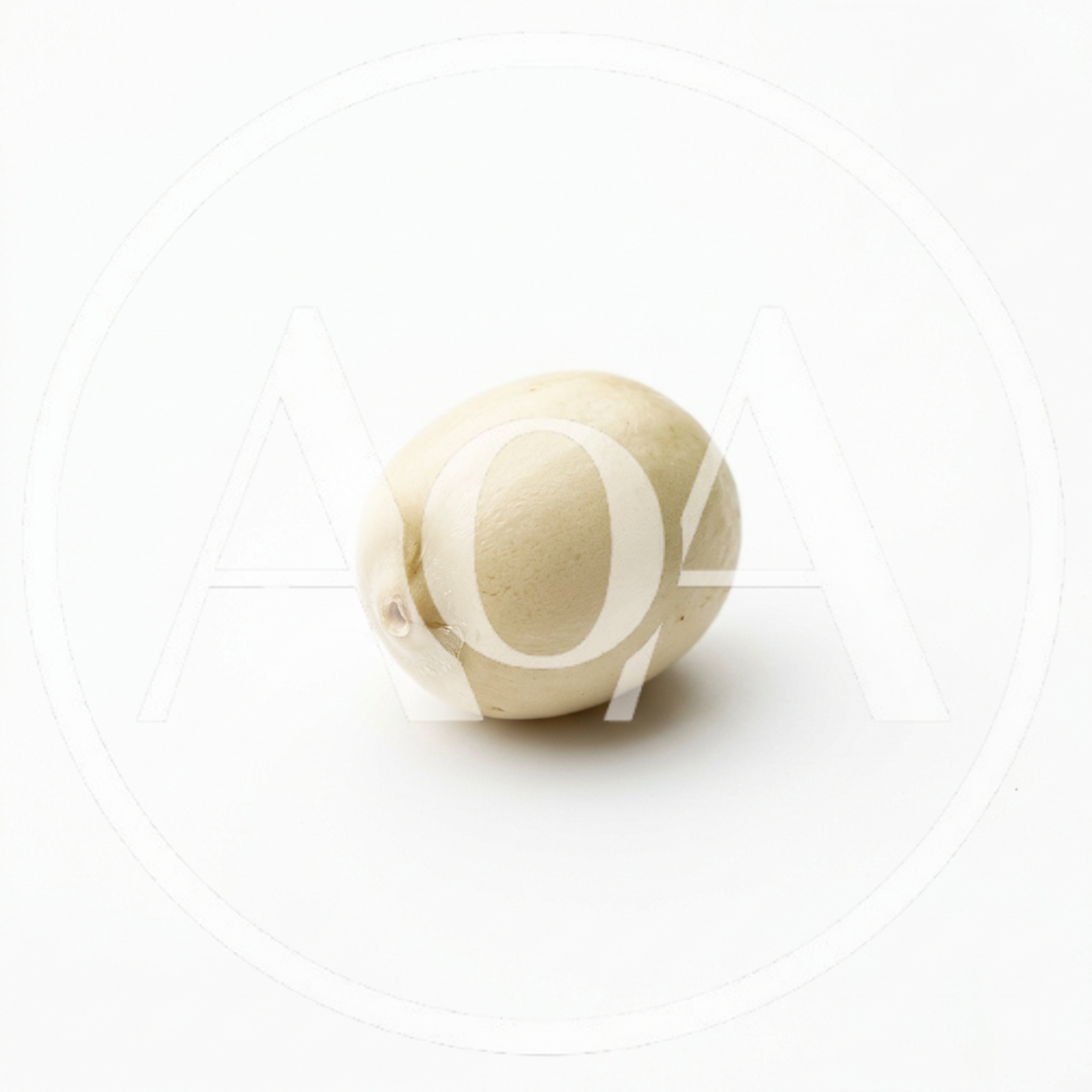 Single Peeled Lotus Seed Isolated on White Background