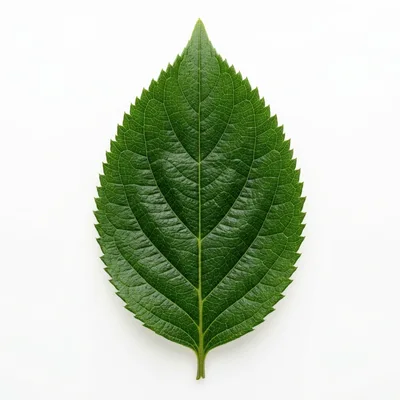 Single Green Hydrangea Leaf Isolated On White Background