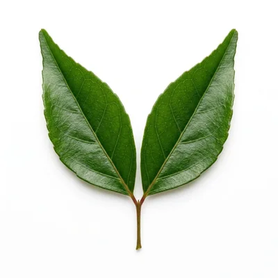 Two Green Leaves Joined At The Stem