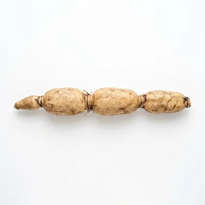 Fresh Raw Lotus Root Isolated on White Background