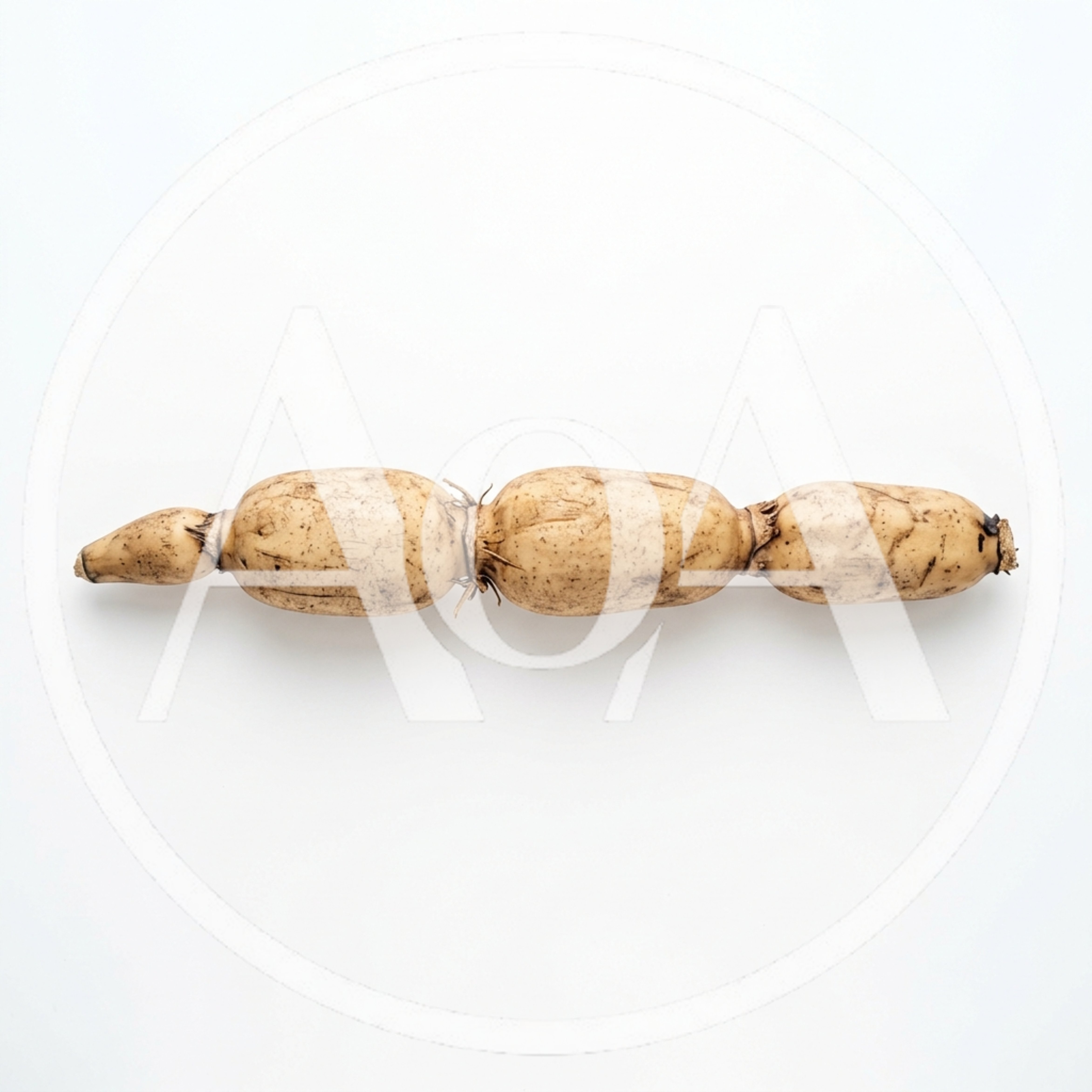 Fresh Raw Lotus Root Isolated on White Background