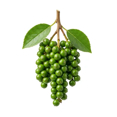 Fresh Green Peppercorns Hanging on a Branch