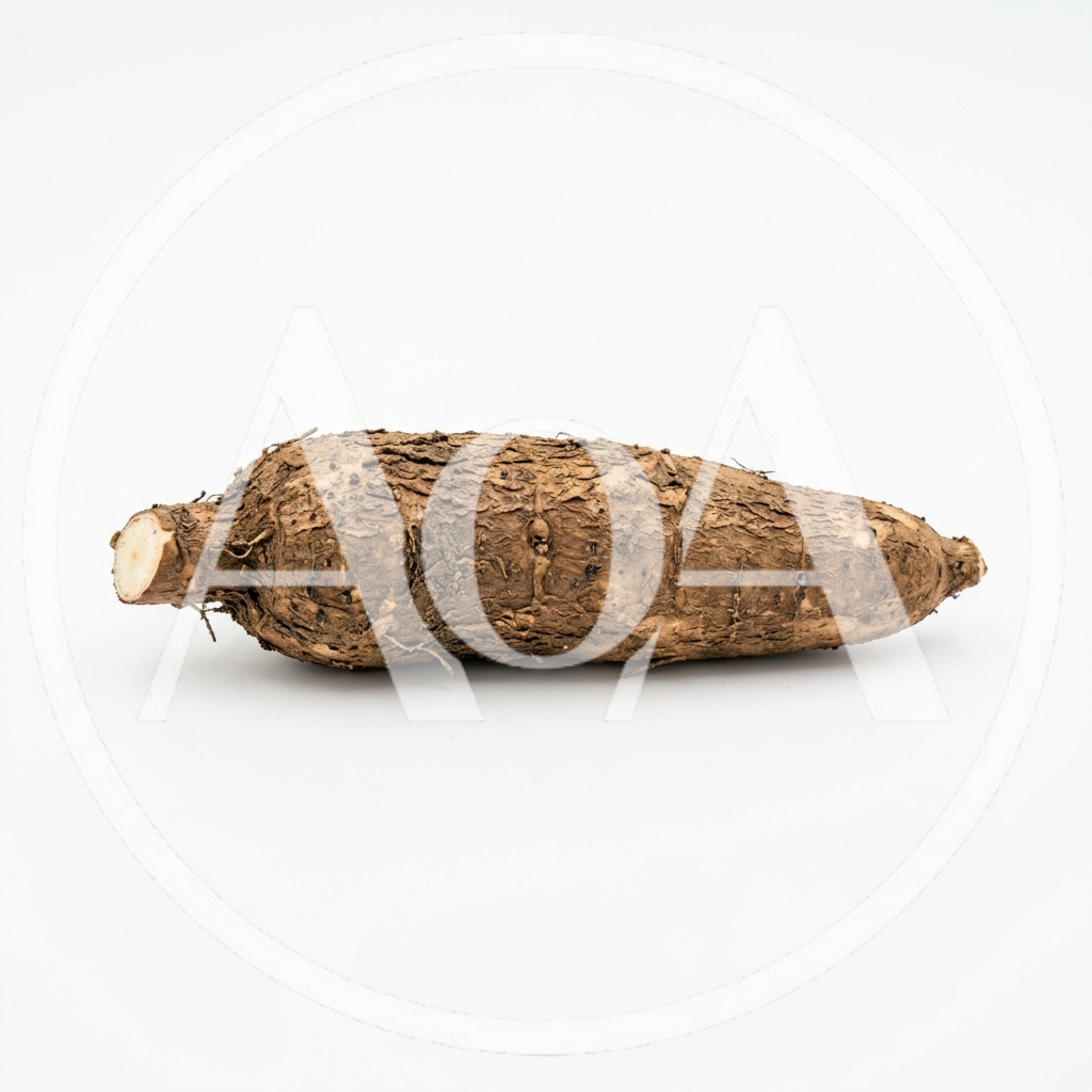 Single Raw Cassava Root Isolated On White Background