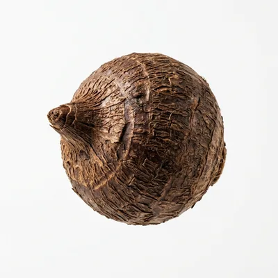 Single Whole Taro Root Isolated On White Background