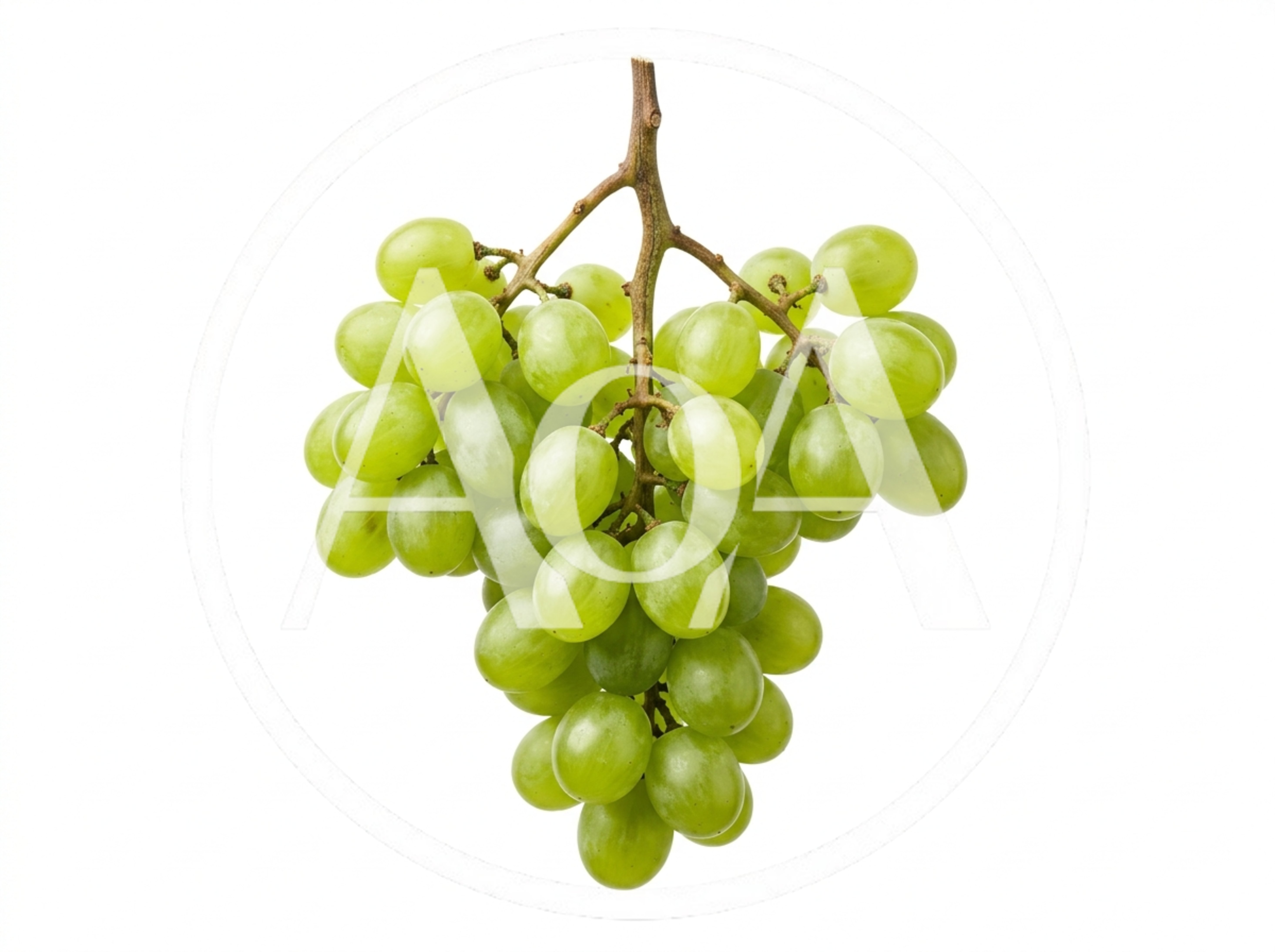Fresh Green Grapes Cluster Isolated On White Background