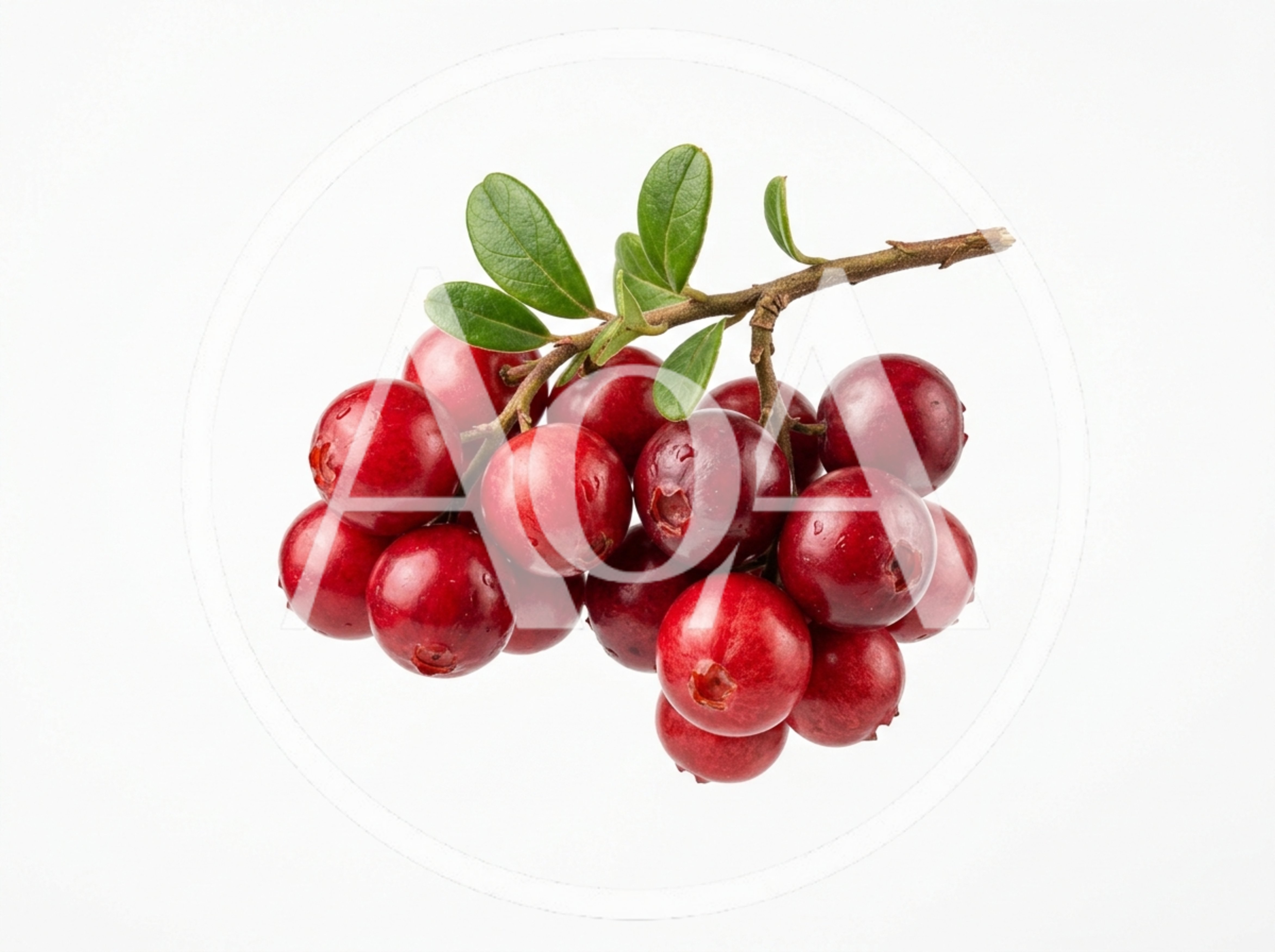 Fresh Ripe Cranberries On A Branch With Green Leaves
