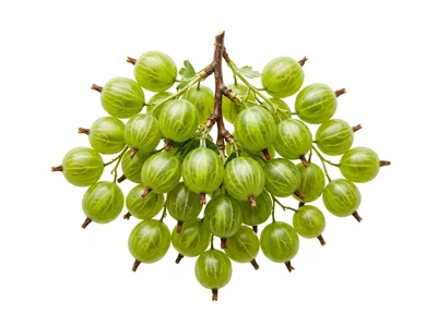 Fresh Green Gooseberries On A Branch