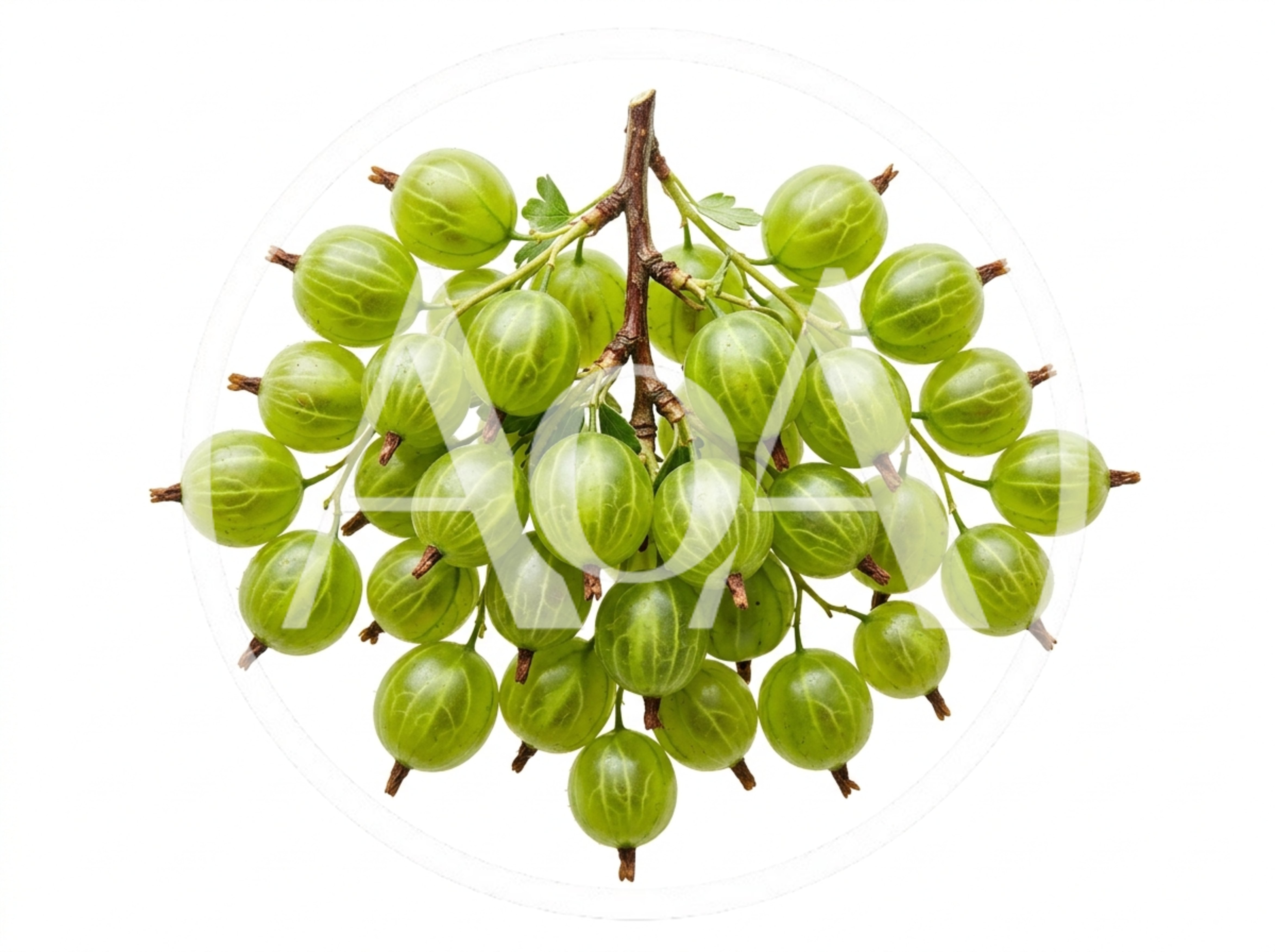 Fresh Green Gooseberries On A Branch