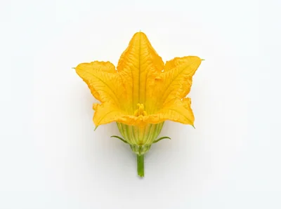 Single Yellow Squash Blossom Flower