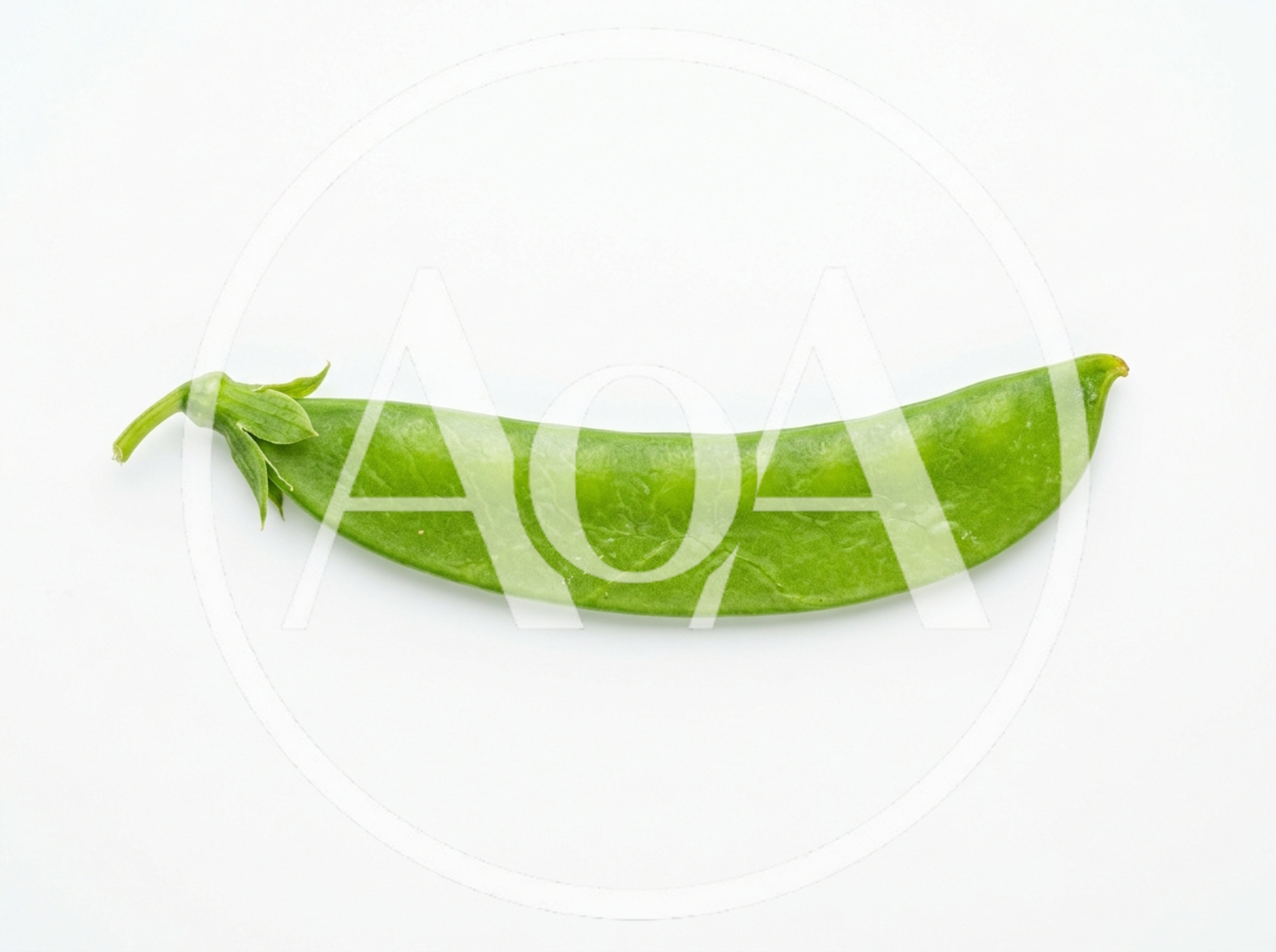 Single Fresh Green Snow Pea Pod