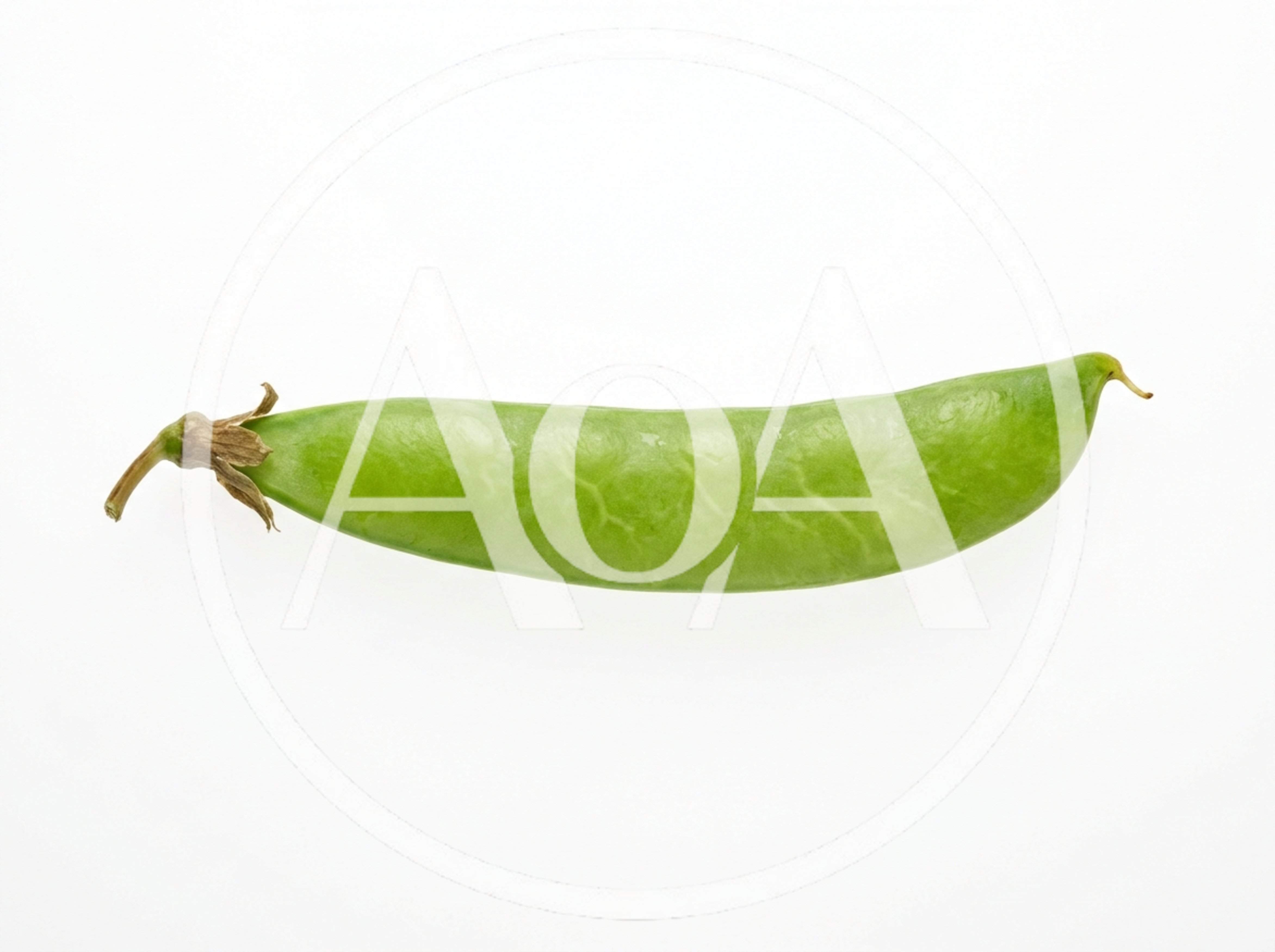 Single Fresh Green Pea Pod Isolated On White
