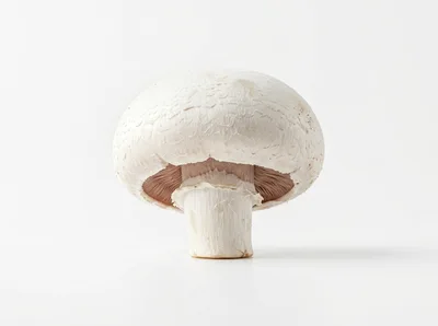 Single Fresh White Button Mushroom