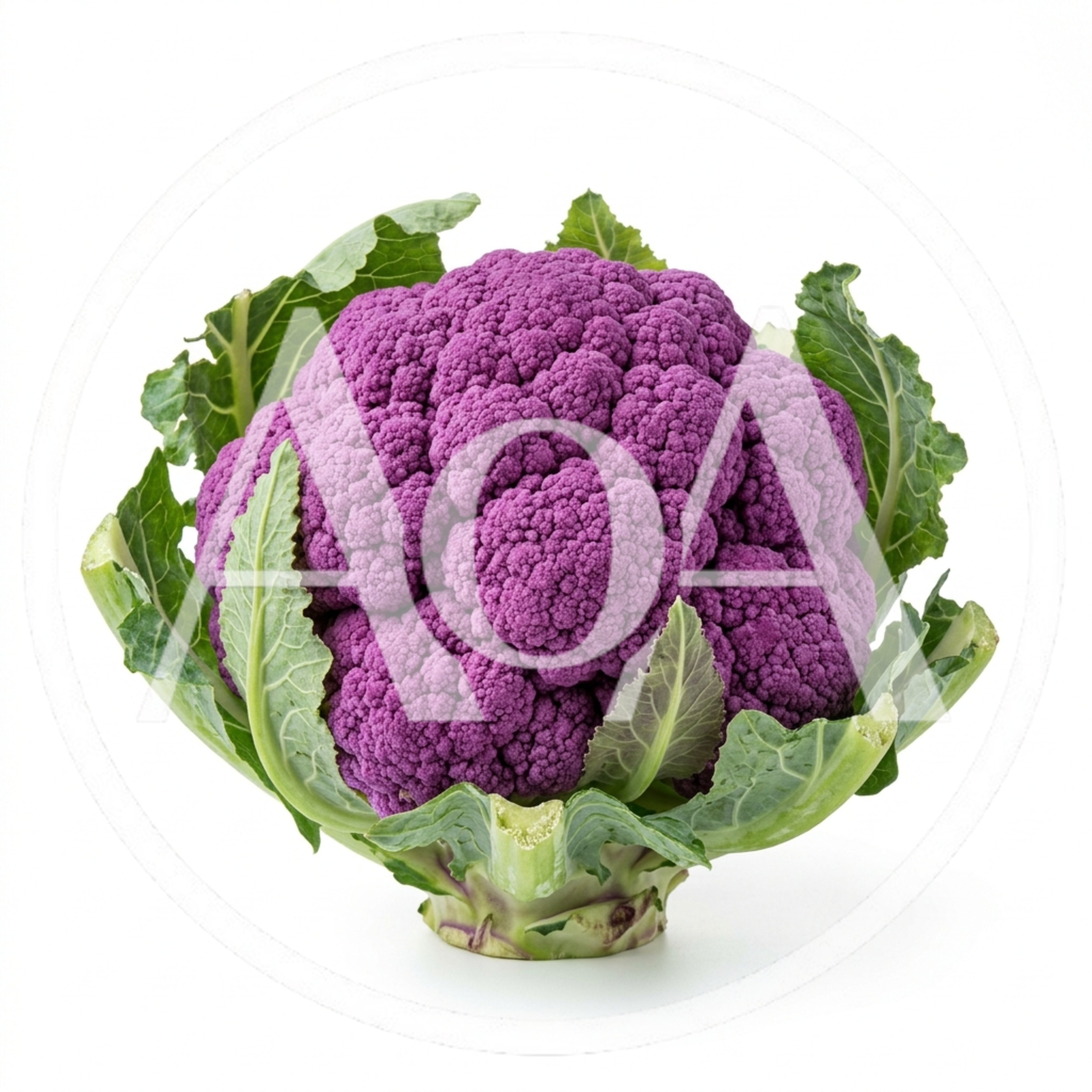Fresh Purple Cauliflower Head With Green Leaves