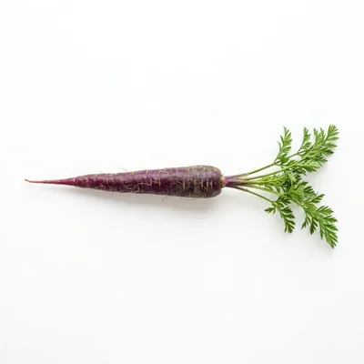 Single Purple Carrot With Green Tops