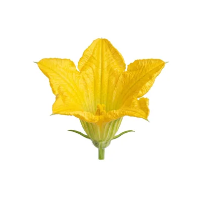Single Yellow Squash Blossom Flower Isolated On White