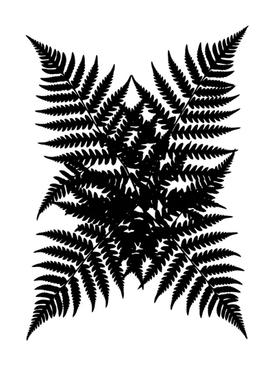 Black Silhouette Of Fern Leaves On White Background