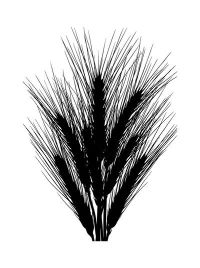 Black Silhouette Of Wheat Stalks On White Background