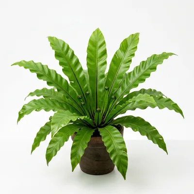 Bird Nest Fern Plant in Brown Pot