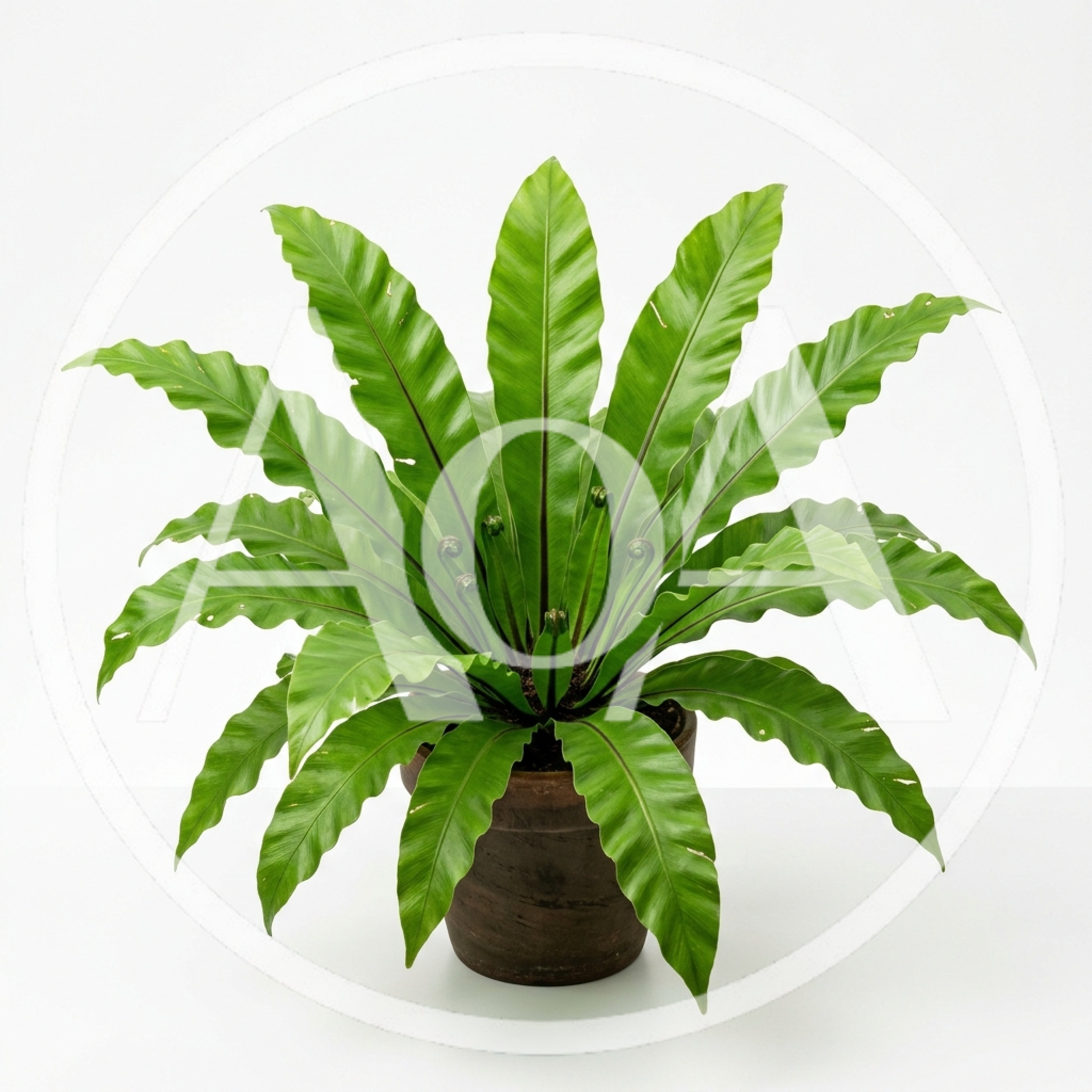 Bird Nest Fern Plant in Brown Pot