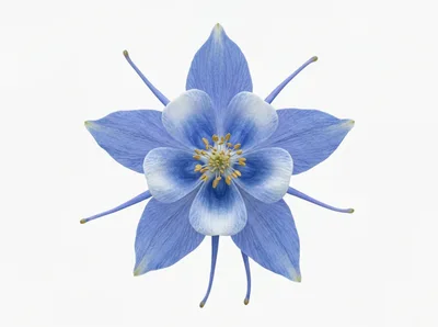 Blue Columbine Flower Isolated On White Background
