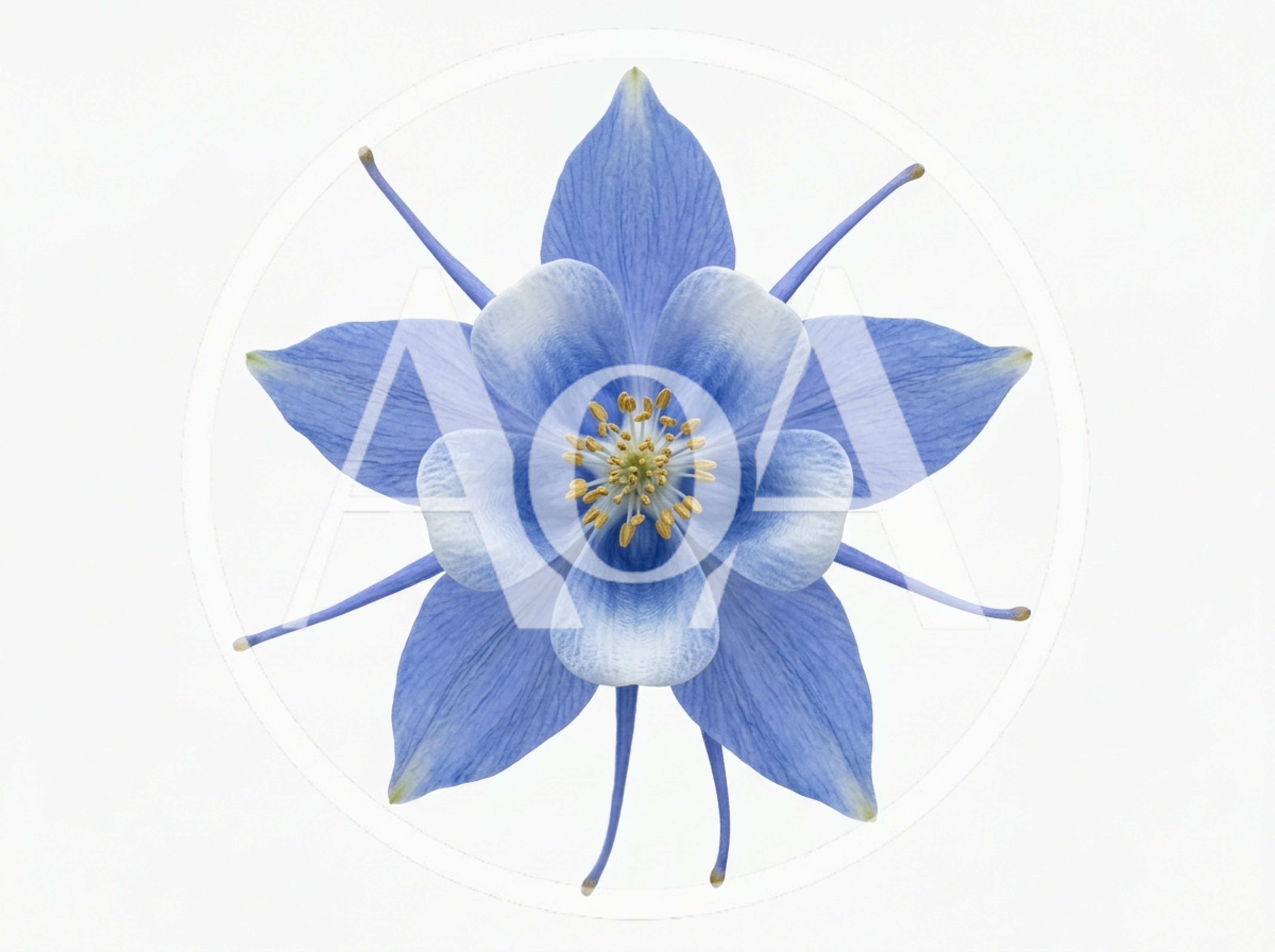 Blue Columbine Flower Isolated On White Background