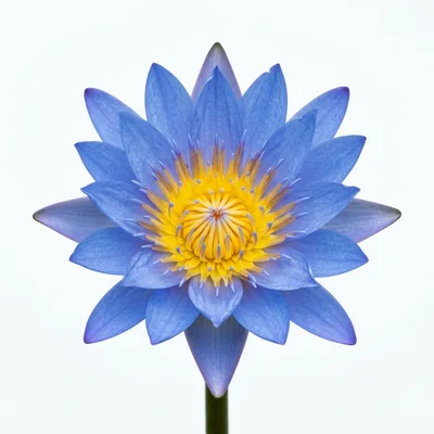 Vibrant Blue Water Lily Flower Isolated On White