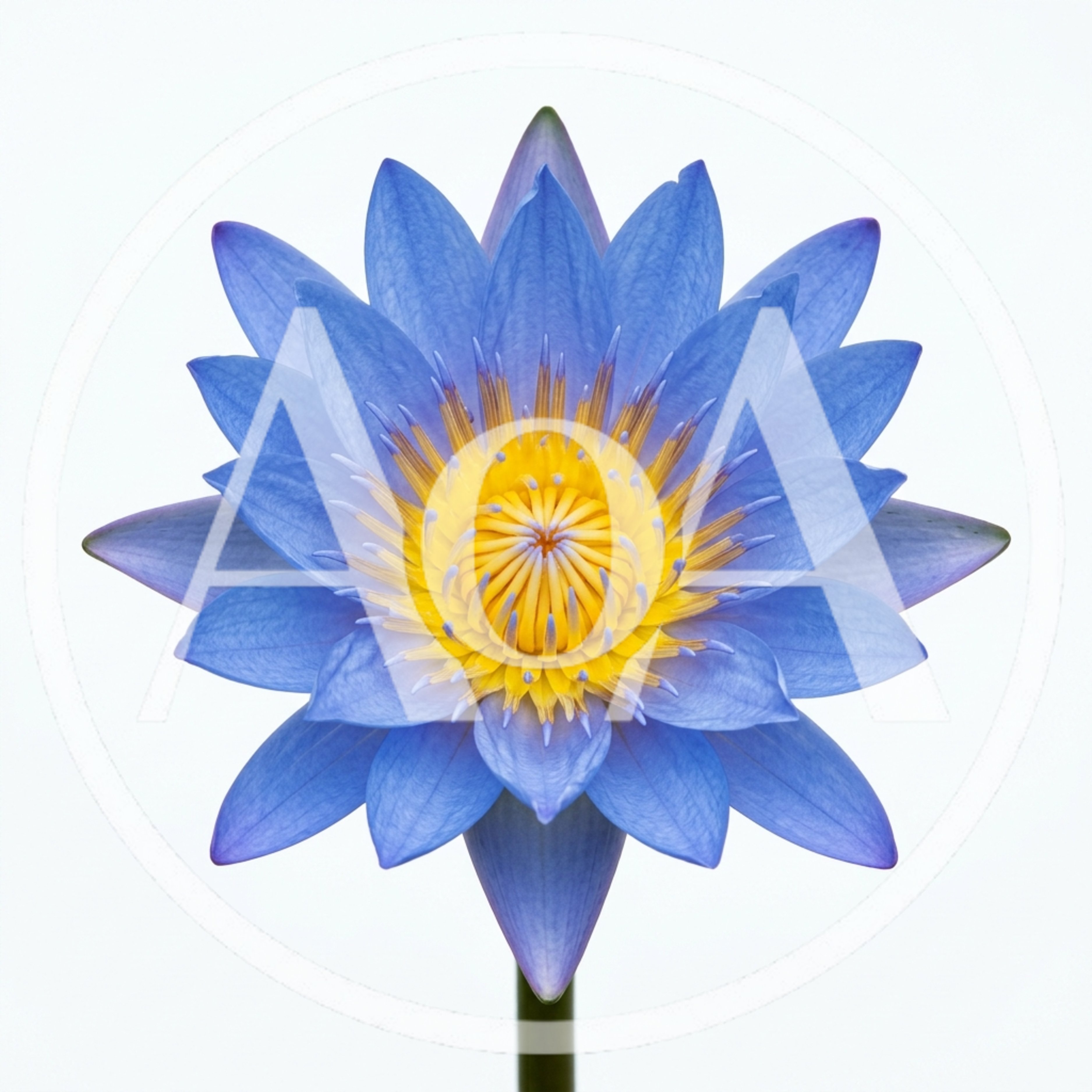 Vibrant Blue Water Lily Flower Isolated On White