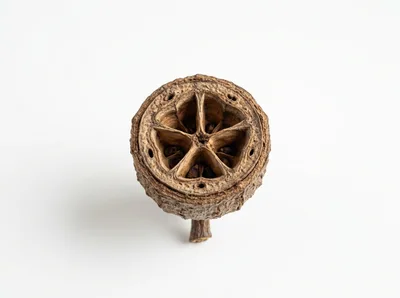 Dried Eucalyptus Seed Pod On White Background