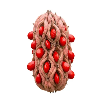 Sterculia Foetida Seed Pod With Bright Red Seeds