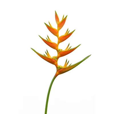 Heliconia Psittacorum Flower Isolated On White Background