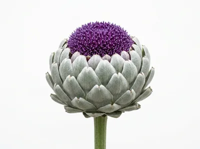 Blooming Globe Artichoke Flower Head