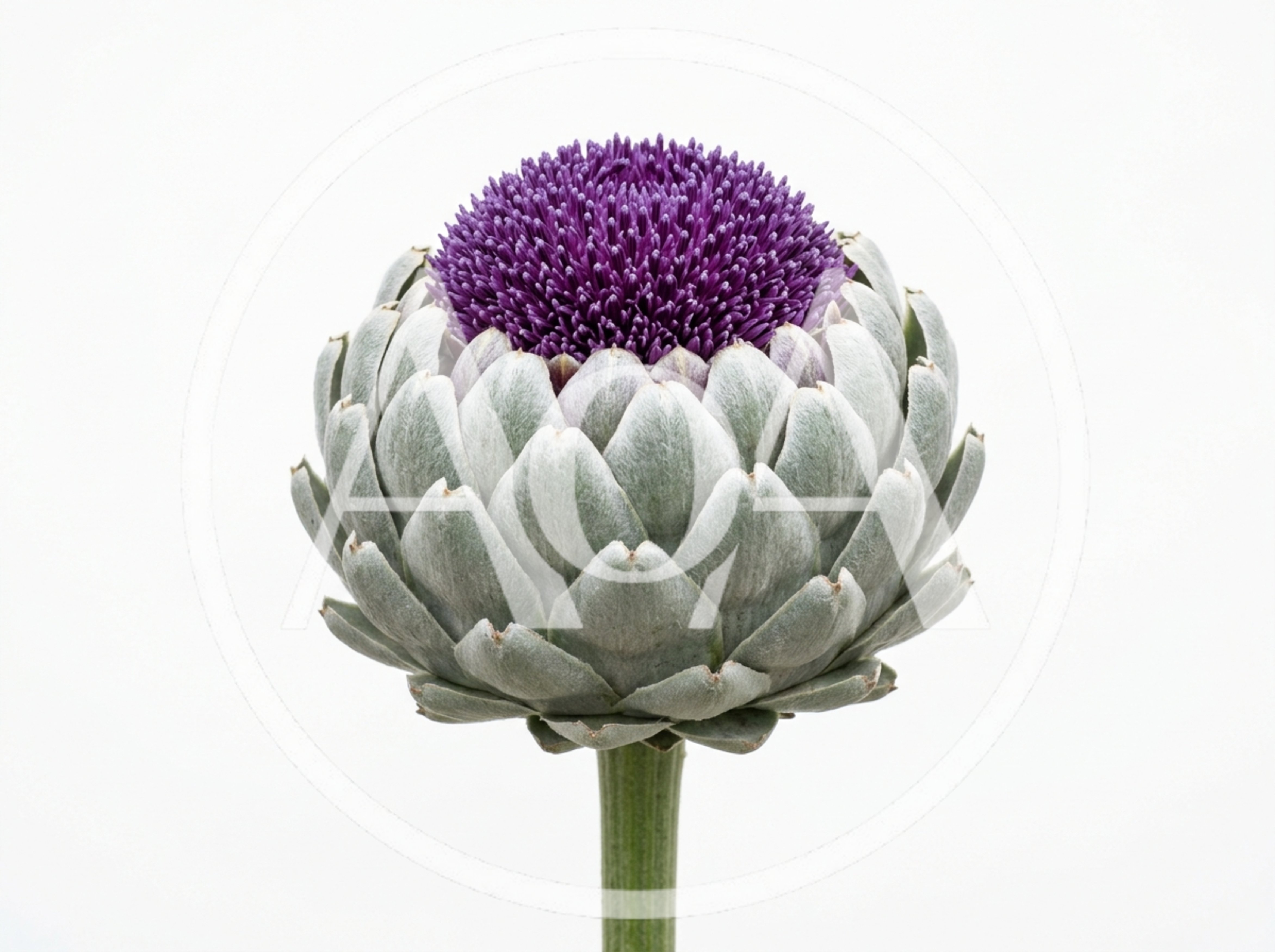 Blooming Globe Artichoke Flower Head