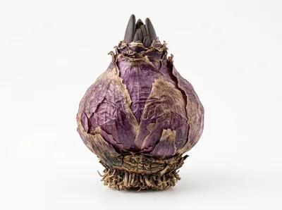 Purple Hyacinth Flower Bulb Isolated On White Background