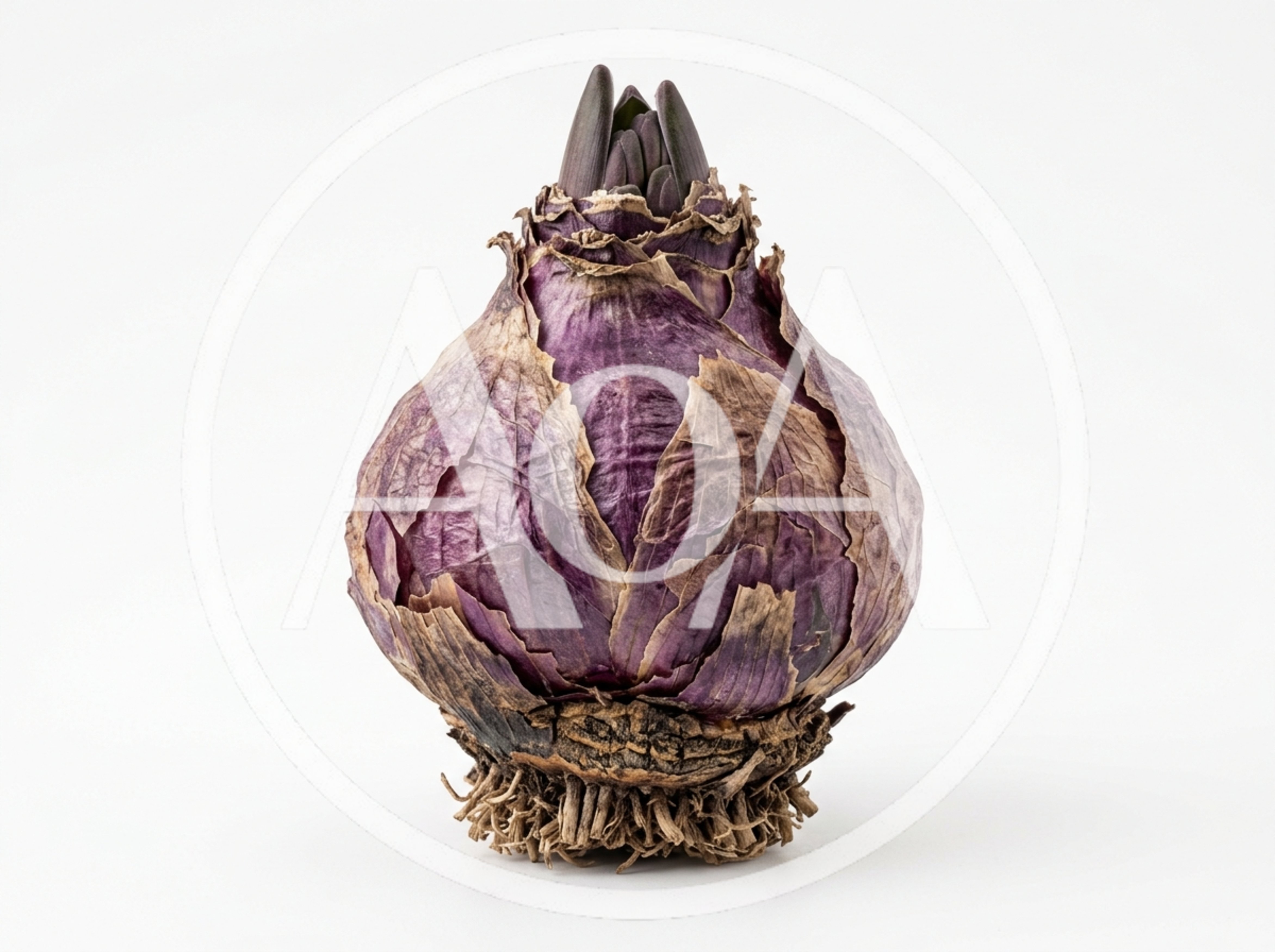 Purple Hyacinth Flower Bulb Isolated On White Background