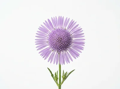 Single Purple Stokes Aster Flower Against White Background