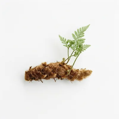 Rabbit Foot Fern Rhizome With Green Fronds