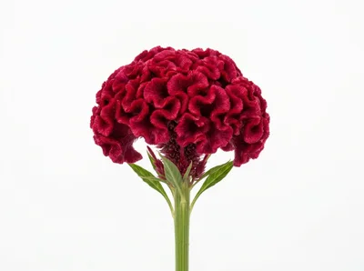 Single Vibrant Red Cockscomb Flower On White Background